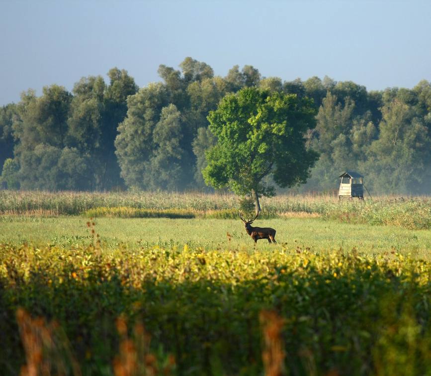 ug bodrog gornje podunavlje